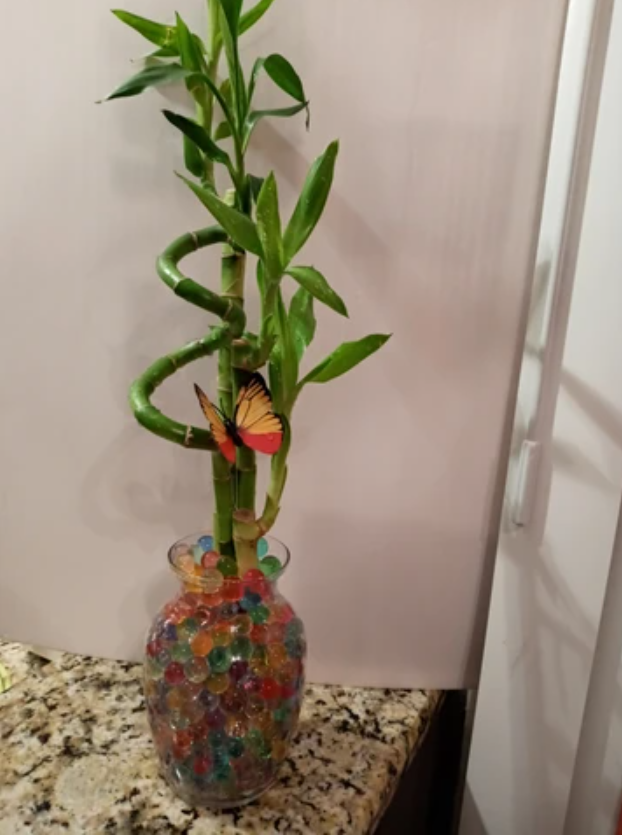 Custom 5 stalks bamboo arrangement
