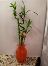 Load image into Gallery viewer, Custom 5 stalks bamboo arrangement
