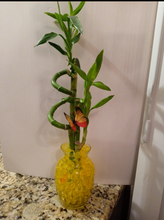 Load image into Gallery viewer, Custom 5 stalks bamboo arrangement
