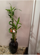 Load image into Gallery viewer, Custom 5 stalks bamboo arrangement
