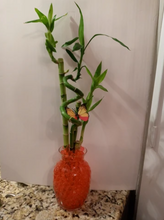 Load image into Gallery viewer, Custom 5 stalks bamboo arrangement
