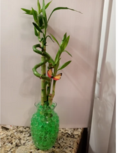Load image into Gallery viewer, Custom 5 stalks bamboo arrangement
