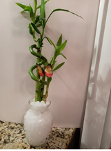Load image into Gallery viewer, Custom 5 stalks bamboo arrangement
