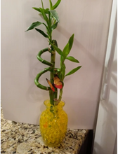 Load image into Gallery viewer, Custom 5 stalks bamboo arrangement
