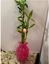 Load image into Gallery viewer, Custom 5 stalks bamboo arrangement
