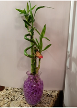 Load image into Gallery viewer, Custom 5 stalks bamboo arrangement
