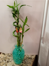 Load image into Gallery viewer, Custom 5 stalks bamboo arrangement
